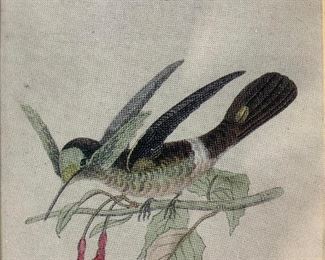 William Lizars Stoke’s Hummingbird Offset Litho
