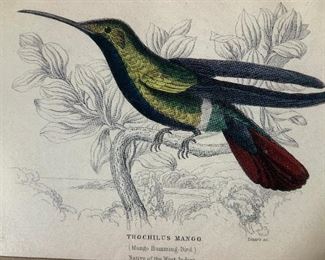 William Lizars Mango Hummingbird Offset Litho