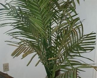 Large Silk Palm in Asian Fish Bowl Planter