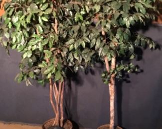 FICUS TREES