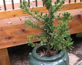 Large Green Glazed Ceramic Pot with Evergreen Bush