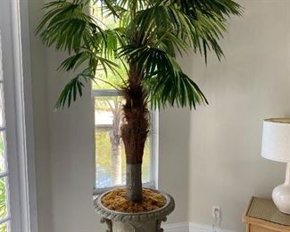 palm tree $125