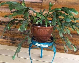 Cactus and Plant Stand