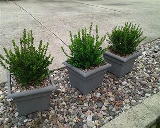 3 Healthy Boxwoods in Small Planters