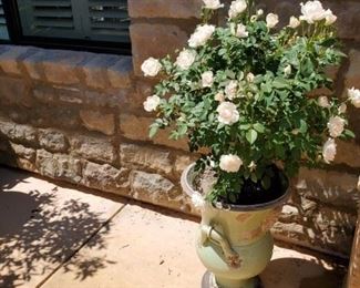 green pots w roses $178 each