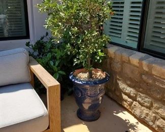 blue anduze  pots with kumqusts $389 each