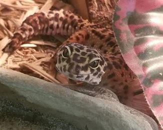 Leopard Gecko with tank & stand