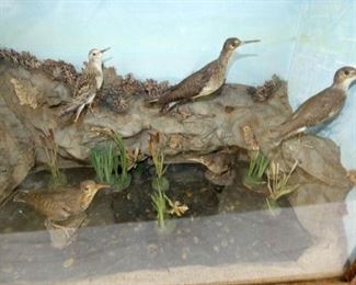 VIEW 3 CLOSE UP DIORAMA BIRD DISPLAY 