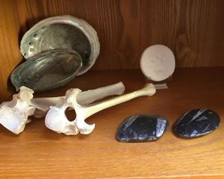 Abalone shells, Camel Vertebrae, Fossils.