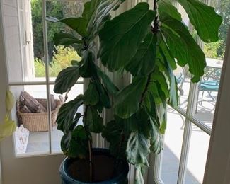 Potted Fig