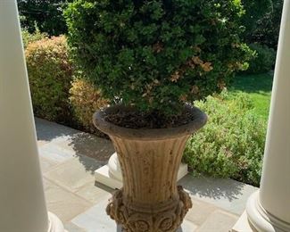 Potted Boxwood (pr)