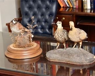 13. Two 2 Taxidermy Bird Groupings