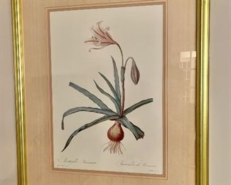 $95 - Framed botanical print, 30.5"H x 24.5"W