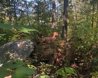 Mountain lion life size 