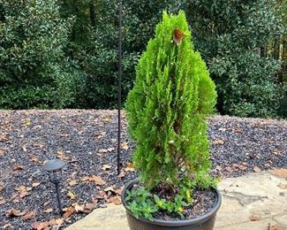 Multiple potted plants