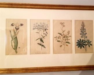 Set of 4 elegant botanical framed prints. 22kt gold frames