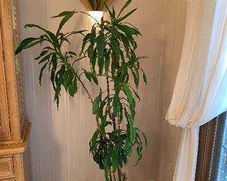 $40 LIVE INDOOR PLANT