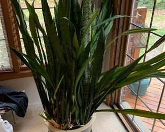 $60 LARGE INDOOR LIVE"Dracaena trifasciata" / SNAKE PLANT