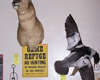 Pronghorn and duck mounts