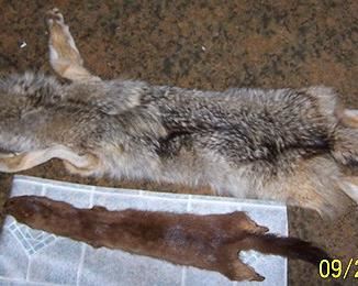 Brain tanned full coyote pelt and mink