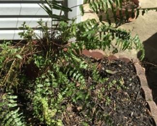 Outside around the house