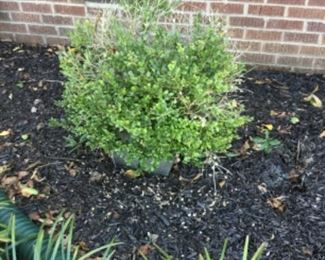 Outside around the house