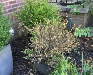 Outside around the house