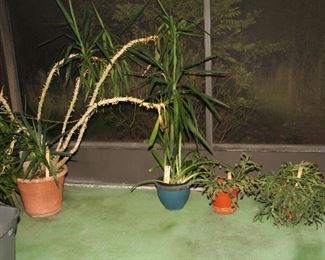 Plants
