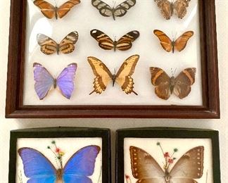 SOLD Vintage Butterfly Taxidermy, set of 3  $45 SOLD