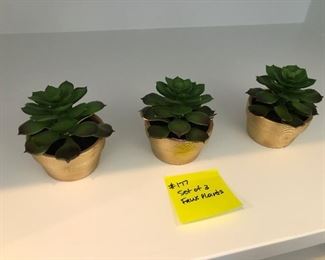 #177) $12 - Set of 3 Succulents.  