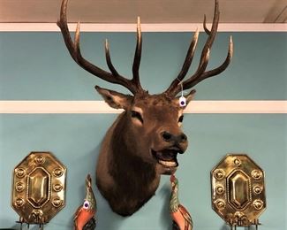 Mounted Elk Head