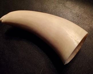 IVORY WHALE TOOTH