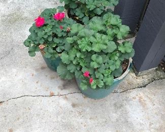 more pots available for in-person sale Friday only