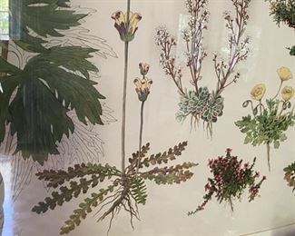 Large framed botanical lithograph                          