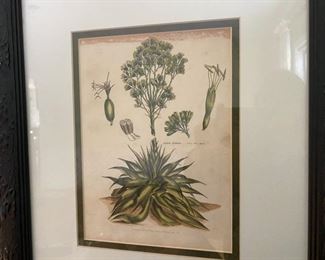 Aloe botanical                                                                   50.00          19"h x 17 1/2"w