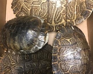 Turtle Shells