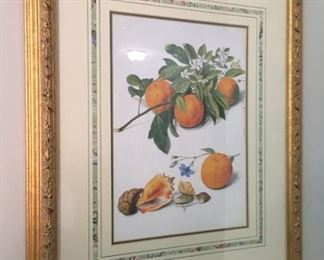 Framed botanical print.