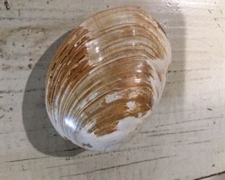 Fossilized Clam