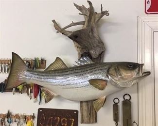 Nice Striper! A really good taxidermy job.