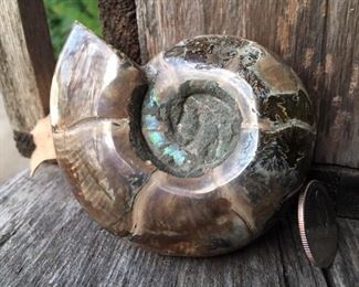Nice Irridescent Ammonite