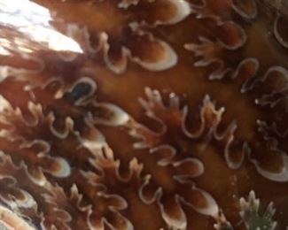 Close up of the sutures