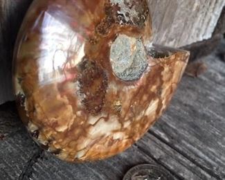 Another Irridescent Ammonite