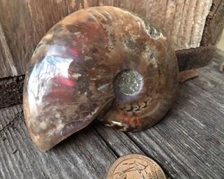 Irridesce Ammonitent