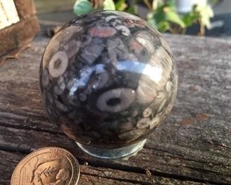 Different Crinoid Sphere