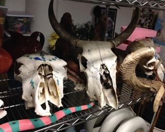 cow skulls