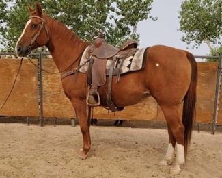 Lot # 31	

"Dolly" 1050 lb Sorrel Grade Mare- See Video!
"Dolly" 1050 lb Sorrel Grade Mare. She is 14.3 HH. She is 15 + years old. She does her job every year in camp and works great on the trail. She is not cinchy and takes her bridle nice. She has never taken a bad step. She jumps right in the stock trailer when its time to haul. Easy to shoe.