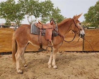 Lot # 35	

"Maggie" 1300 lb Sorrel Draft Jenny- See Video!
"Maggie" 1300 lb Sorrel Draft Jenny. She is 15.1 HH. She is 18 + years old. She rides and drives. All the kids loved her at camp and goes down the trail great. She has never taken a bad step. She likes to follow another horse down the trail too. She loads right up in the stock trailer. She is not cinchy and takes her bridle nice.  She is easy to shoe.