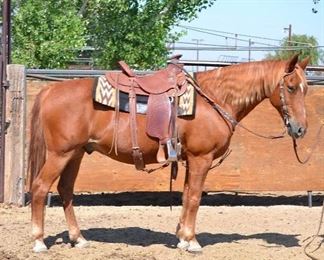 26	

"Rascal". 1000 lb Sorrel Grade Gelding- See Video!
"Rascal". 1000 lb Sorrel Grade Gelding. He is 14.3 HH. He is 15+ in age. He rides great on the trail. He has worked every summer in the camps and would go on event rides. He has never taken a bad step. He has a small chipmunk pocket in the side of his mouth that needs to be cleaned out of hay occasionally. He is not cinchy and takes his bridle nice.. He is easy to shoe.