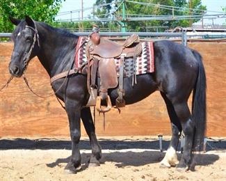 Lot 34	

"Lilly" 1050 lb Black Friesian Cross Grade Mare- See Video!
"Lilly" 1050 lb Black Friesian cross Grade Mare. She is 14.3 HH.  She is the grandma of them all and still moves out great. She is 18+ years old. Doesn't take a bad step . Would not recommend any hard riding. Not cinchy and takes her bridle nice. Easy to lead from another horse too. Does a great job at camp every year.  Jumps right in the stock trailer. Easy to shoe.