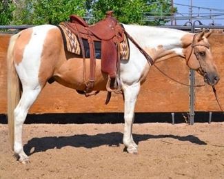 32	

"Biscuit" 1050 lb Tobiano Palomino Paint Grade Gelding- See Video!
"Biscuit" 1050 lb Tobiano Palomino Paint Grade Gelding. He is 14.2 HH. He is always used in camp and on some event rides. He is 15+ years old. He has never taken a bad step. He has front pasterns that are somewhat thick, but this has never affected his performance. Don't count him out for all medium duty jobs..  He is not cinchy and takes his bridle very nice. Ready to jump in the stock trailer at any time. He is a perfect follower on the trail. He is easy to shoe

 